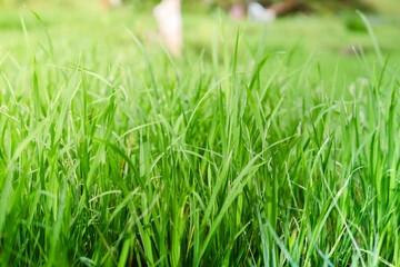 Young Rice Plants Growing in Paddy Field