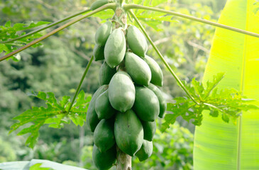 Unripe Papaya Fruits Growing on Tree in Tropical Farm
