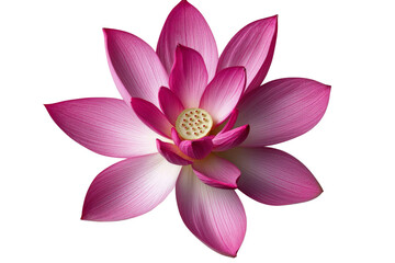Obraz premium A vibrant lotus flower with large pink petals, isolated on a transparent background, PNG file.
