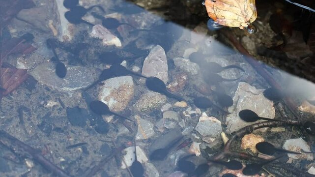 polliwog on lake ground