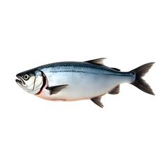 Fototapeta premium Detailed depiction of a freshly caught whole mackerel fish, carefully scaled and gutted, presented with artistic precision