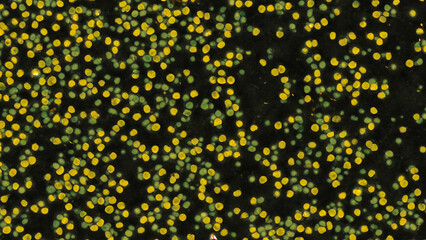 Microscopic view of colored cells