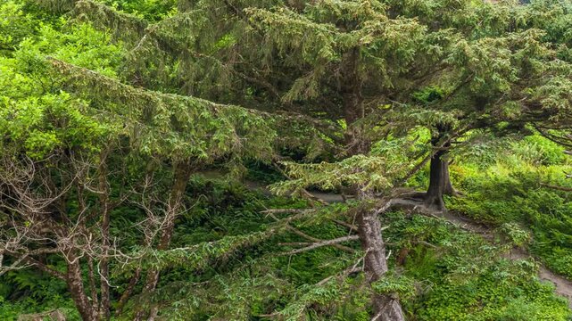 Footage shows cedar trees (genus Cedrus), coniferous evergreens native to mountainous regions in the Himalayas and Mediterranean, thriving at high altitudes.