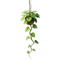 Detailed Illustration of a Hanging Potted Plant with Heart-Shaped Leaves Casting Gentle Shadows Enhancing its Natural Beauty