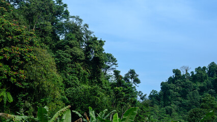 Lush Tropical Hills in Sunny Weather