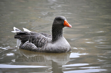 Beautiful goose swimming in the lake