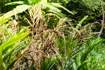 Dried and Green Ginger Leaves Under Sunlight