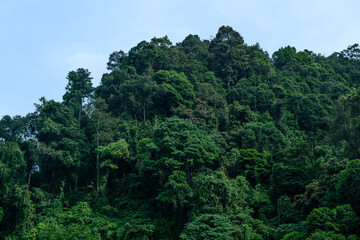 Tropical Mountain Forest under Clear Blue Sky