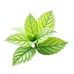 Detailed Mint Leaves Illustration, Fresh Herbs for Culinary and Decorative Use with Intricate Veins and Vibrant Color