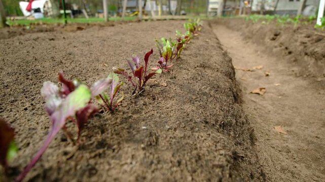 Close up and mowing camera forward above row of red beets growing in sand rich garden soil - slow motion shot
