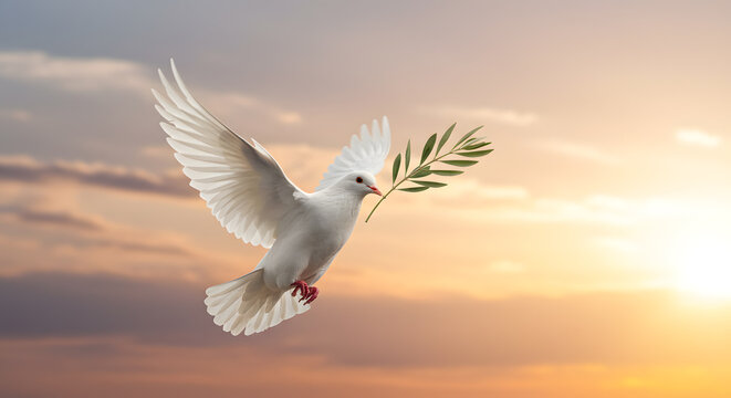Dove flying with olive branch against a warm sky at sunrise or sunset