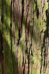 Obraz premium Trunk wood texture of Incense Cedar, also called Californian Incense Cedar, latin name Calocedrus decurrens, native no western North America, with typical vertical fissures, slightly covered by moss. 