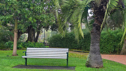A peaceful park bench sits empty on a grassy lawn, shaded by tall trees and palms. The foliage creates a tranquil atmosphere, inviting relaxation and contemplation.