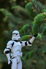 Naklejka premium Star Wars action figure of Clone Trooper in white helmet and armor touching fresh spring needles of sprucew tree, possibly Picea Bicolor (Picea alcoquiana). 