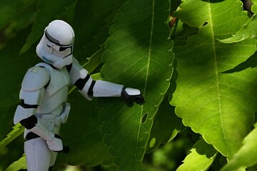 Naklejka premium Star Wars action figure of Clone trooper touching large leaf of Japanese Elm, also called keyaki or keaki, latin name Zelkova Serrata, partially sunlit by spring daylight sunshine. 