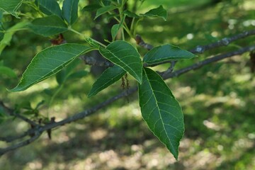 Dark green lanceolate leaves on young branch of Chinese Ash tree, latin name Fraxinus Chinensis, hidden in shadow of higher branches. Spring daylight sunshine. 