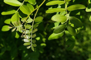 Young bright green spring leaves on branch tip of Honey Locust tree, latin name Gleditsia...
