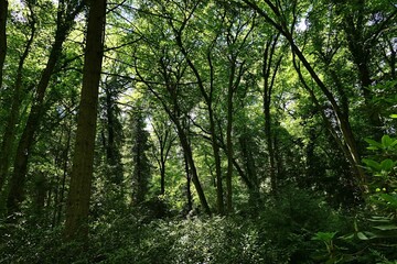 Dense shady broadleaf spring wildwood forest with sun shiningh through tree-tops on foliage of...
