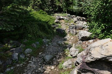 Stony uphill pathway in arboretum, designed like mountain footpath, with mostly coniferous trees...