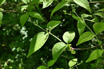 Spring leaves and flower buds of Goldenrain Tree, also called Pride Of India, latin name...