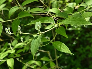 Green spring leaves and flower buds of Goldenrain Tree, also called Pride Of India, latin name Koelreuteria paniculata, sunlit by spring daylight sunshine. 


