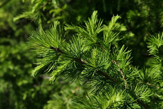 Fresh growing spring branch of coniferous tree European Larch, latin name Larix Decidua, sunlit by spring daylight sunshine. - Powered by Adobe