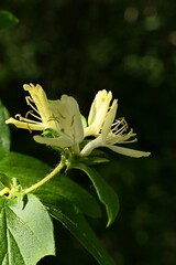 Yellow flower cluster and green leaves of Honeysuckle plant, latin name Lonicera Vesicaria, sunlit by spring afternoon sunshine. 