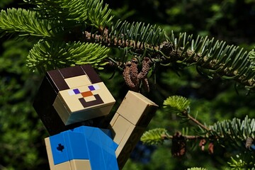 Naklejka premium LEGO Minecraft smiling action figure of main character Steve, touching small brown male cones of coniferous tree Nordmann Fir, latin name Abies nordmanniana, growing in park during spring season. 