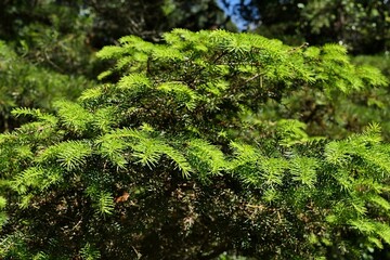 Green spring branches of coniferous tree Norway Spruce, latin name Picea Abies, variety Tabuliformis, sunlit by daylight sunshine in park. 