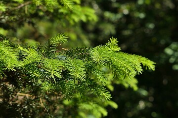 Green spring branch of coniferous tree Norway Spruce, latin name Picea Abies, variety Tabuliformis,...