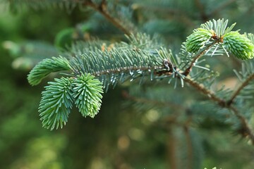 Soft spring needle fascicles on tip of branch of coniferous tree Picea alcoquiana, also called...