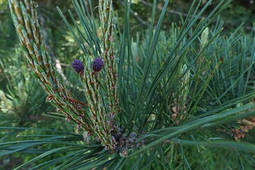 Male and female flowers of coniferous tree Japanese Red Pine, also called Korean Red Pine or simply...