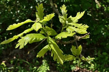 Young spring lobed leaves of Swamp White Oak tree, latin name Quercus Bicolor, sunlit by spring daylight sunshine.