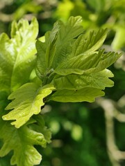 Detail of young spring leaves on broadleaf tree Swamp White Oak, latin name Quercus Bicolor, sunlit by spring sunshine, partially hidden in shadow of higher branches. Spring sunshine. 