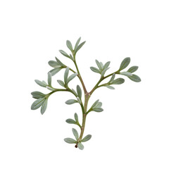 Fototapeta premium Detailed view of a half cut thyme sprig showcasing its intricate textures and unique structure in high resolution