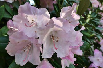 Blossoming light pink flower cluster of Rhododendron plant, possibly Rhododendron Maximum, also known as Great Laurel or Great Rhododendron, hidden in shade of garden, spring season. 