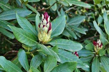 Deep purple flower buds and leathery leaves of decorative shrub Rhododendron Yakushimanum, growing in shade of trees in spring park. 