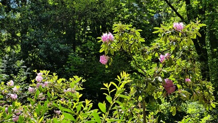 Detail of branch and pink flower cluster of Catawba Rosebay shrub, also known as Purple Laurel or...