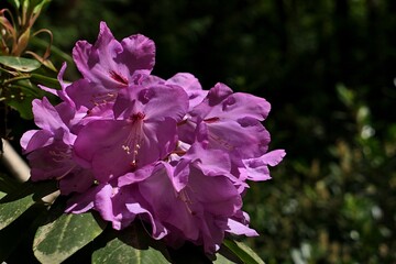 Blossoming violet-purple flowers of Catawba Rosebay, also known as Purple Laurel or Catawba Rhododendron, latin name Rhododendron catawbiense, sunlit by late spring daylight sunshine, dark background.