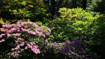 Spring botanical park foliage with blossoming pink and yellow shrubs  shrub of Rhododendron Roseum and Rhododendron Luteum, known as Yellow Azalea, sunlit by spring daylight sunshine. 