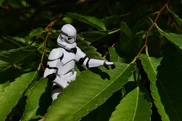 Naklejka premium Star Wars action figure of Clone trooper examining green leaf of Japanese Zelkova tree, also known as Japanese Elm, Keyaki or Keaki, latin name Zelkova Serrata, sunlit by spring daylight sunshine. 