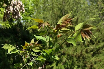 Young spring leaves of Ailanthus Tree, also called Tree Of Heaven, latin name Ailanthus altissima, sunbathing in spring morning sunshine. 