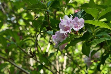 Pink bell shaped flowers of Old-fashioned Weigela plant, latin name Weigela florida, blossoming in park during spring mid may season. 