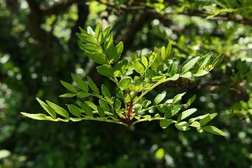Obraz premium Young spring leaves on branch of Mastic-leaf prickly ash tree, latin name Zanthoxylum Schinifolium, belonging to Rutaceae citrus family. Sunlit by daylight sunshine, mid may season. 