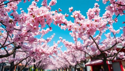 Osaka spring, vibrant cherry blossoms in full bloom against a clear blue sky during Hanami festival, sakura, photography