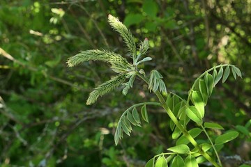 Branch tip of Border Privet, also called Amur privet plant, latin name Ligustrum obtusifolium, growing in park during spring season, mid may, partially sunlit by daylight sunshine. 