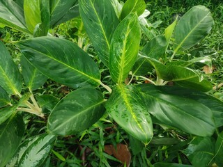 A lush green variegated leaf plant thrives among wild grass, showcasing its glossy texture and striking light-and-dark foliage in a vibrant natural setting.