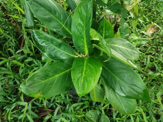 A lush green variegated leaf plant thrives among wild grass, showcasing its glossy texture and striking light-and-dark foliage in a vibrant natural setting.