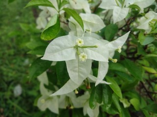 Bougainvillea flowers bloom with dazzling colors and papery petals, perfect for vibrant gardens and tropical vibes. A stunning, sun-loving floral beauty