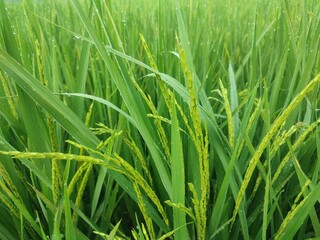 Green rice plants full of young grains of rice shine under the soft morning light in a peaceful village. Fresh and dewy expanse of rice fields.